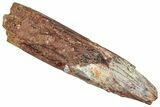 Fossil Sauropod Dinosaur (Titanosaur) Tooth - Morocco #298628-1